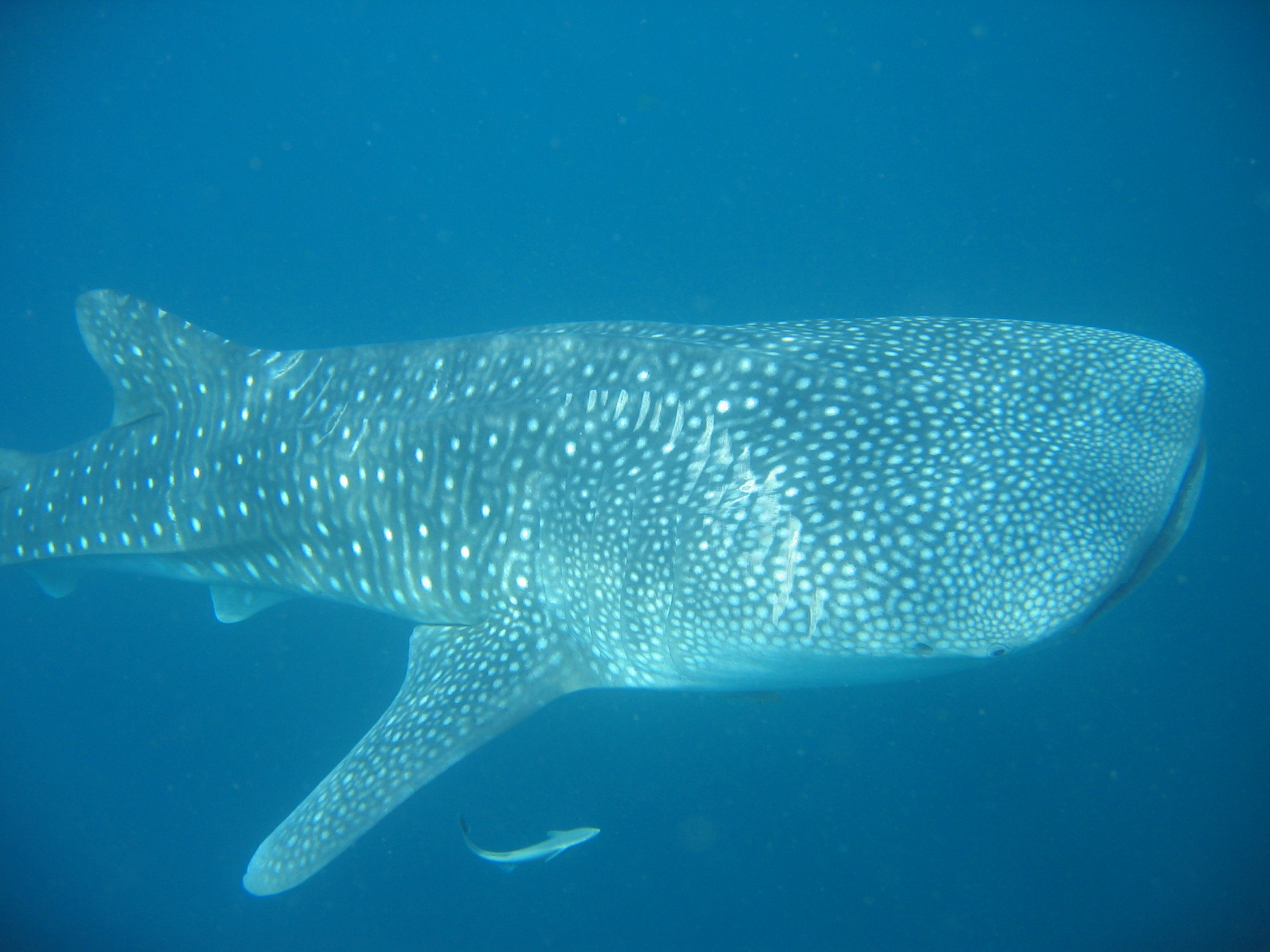 Requin baleine