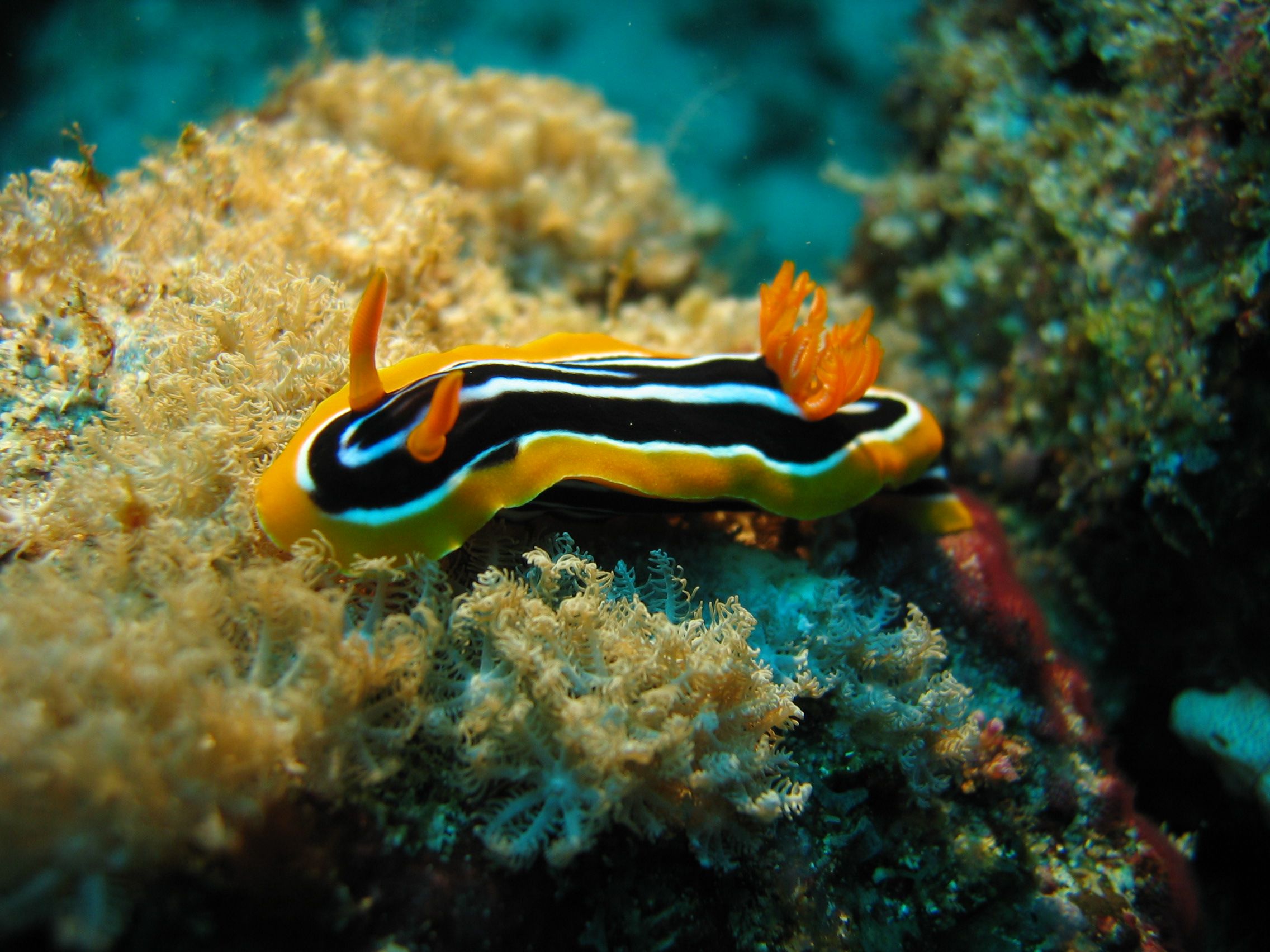 Nudibranche